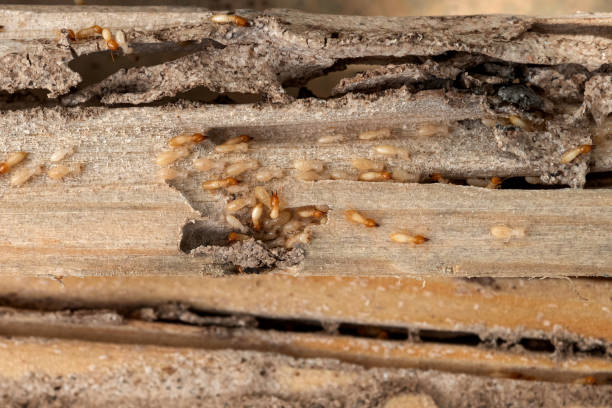 Bird Control in River Oaks, TX